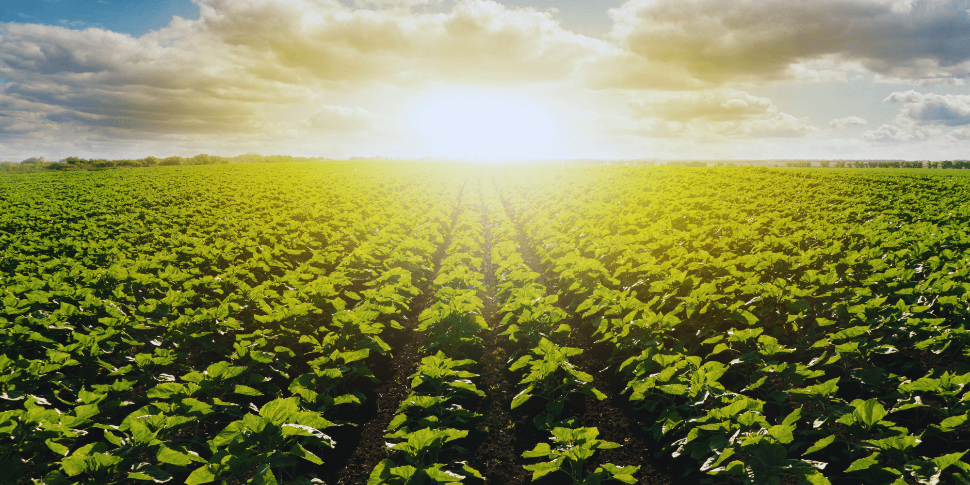 Interest in Regenerative Farm Research Expanding Globally